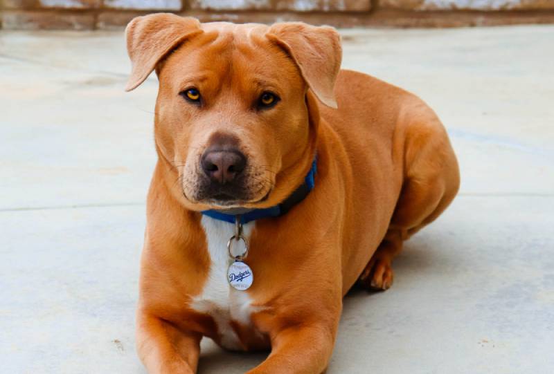 Are Pitbull Mixes Dangerous? Vet-Verified Info for Potential Owners