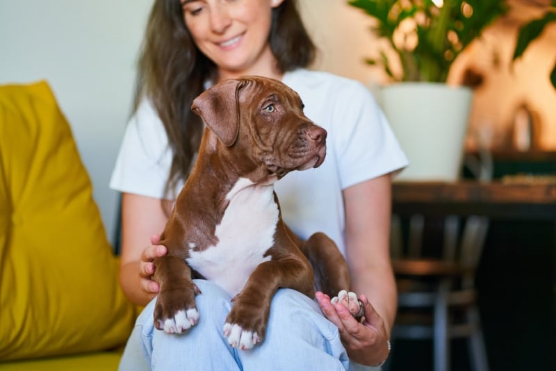Can Pit Bulls Be Therapy Dogs? Surprising Facts