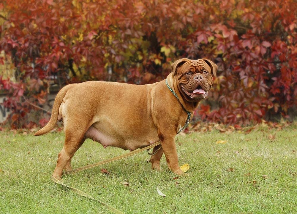 Is My Dog Pregnant? 9 Vet-Verified Signs to Look For
