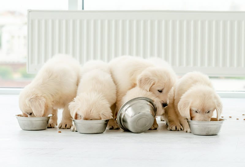 How Often Should Puppies Eat? Vet-Approved Guide & Scheduling