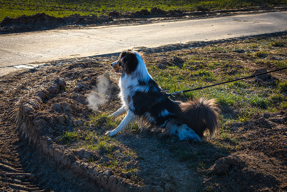 reactive australian shepherd pulling the leash