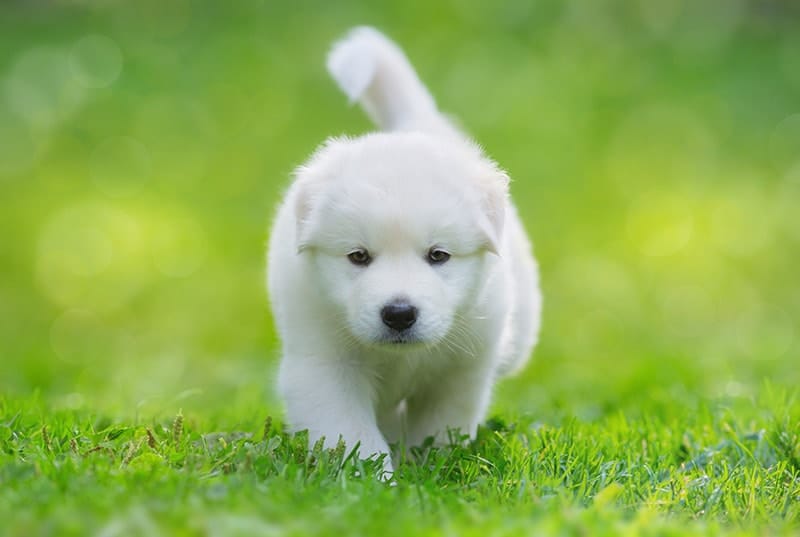 growth chart samoyed months