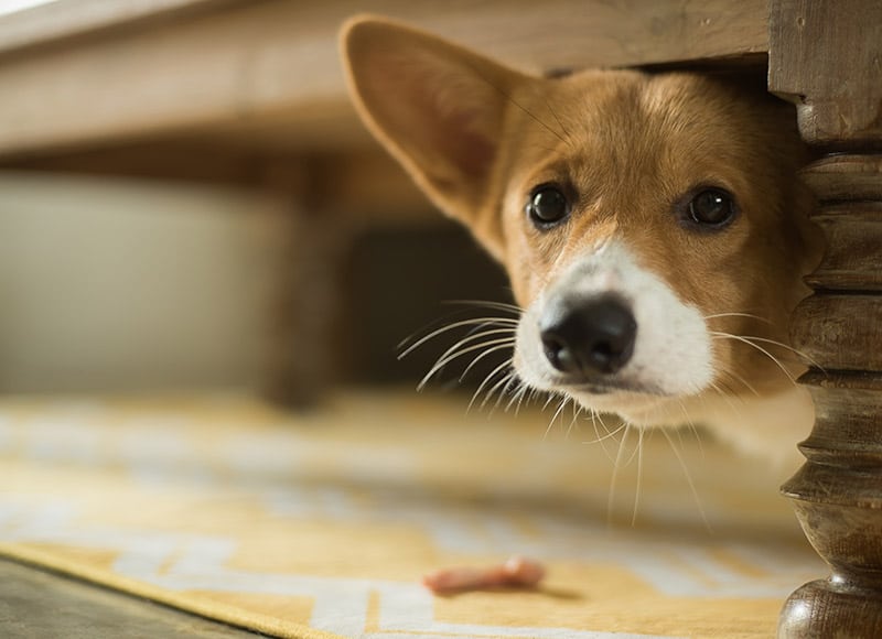 How Long Can a Puppy Be Left Alone? Vet-Approved Care Facts