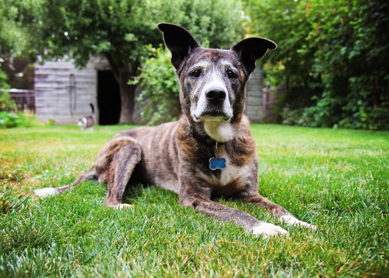 senior dog lying on grass