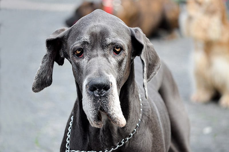 senior great dane dog up close