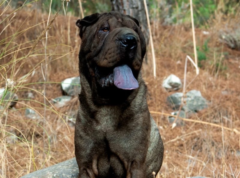 shar pei dog panting