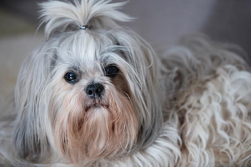 crusty shih tzu tear stain removal