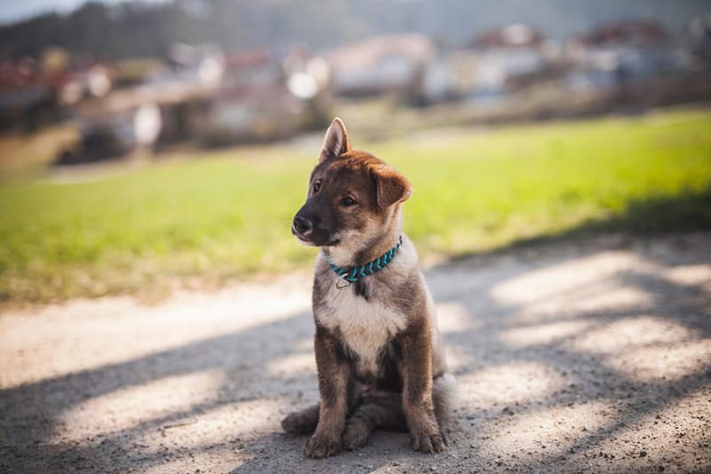 shikoku puppy sitting on the street