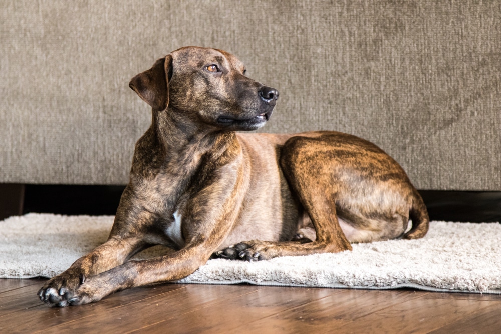 Plott Hound Dog Breed: Info, Pictures, Facts, & Traits