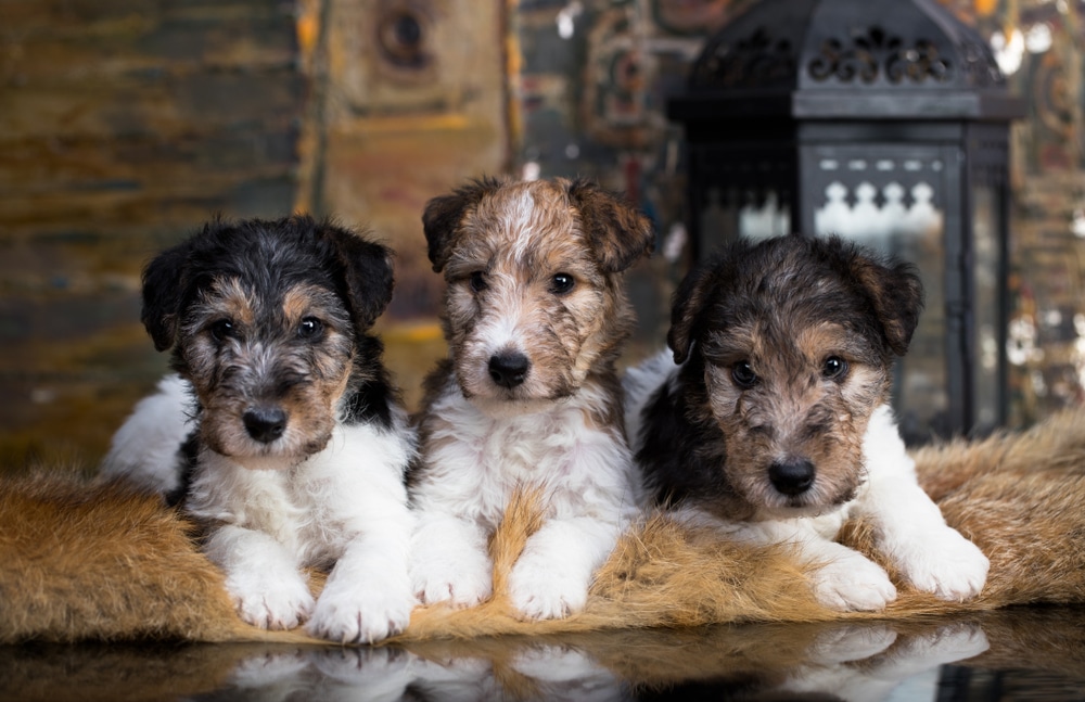 Fox Terrier puppy on a yellow-gold background