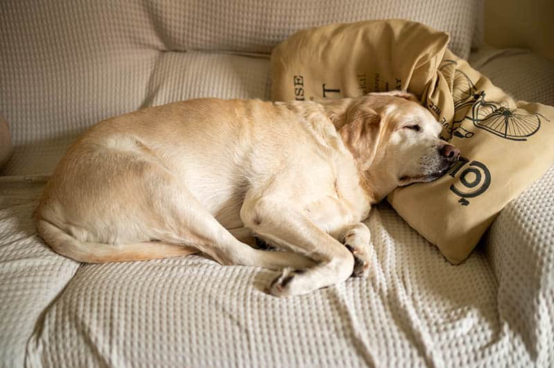 My Old Dog Can’t Jump On & Off the Bed: 6 Vet-Approved Ways to Help
