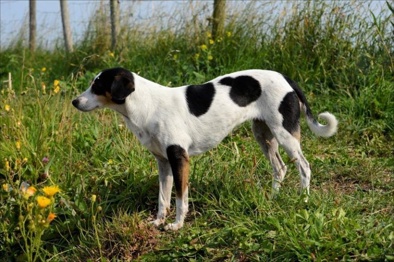 smooth fox terrier outdoor