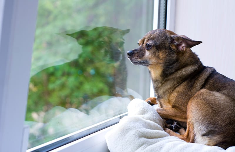 12 Dog Anxiety Treatments Approved by Our Vet
