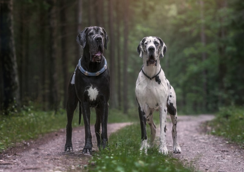 10 Interesting Great Dane Facts You Might Not Know