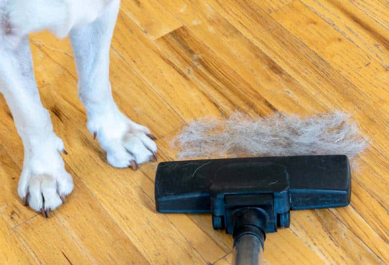 How to Clean Up Dog Hair: 11 Easy Tips