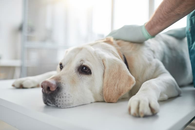 Are Tapeworms in Dogs Contagious? Our Vet Explains Signs, Treatment & Prevention