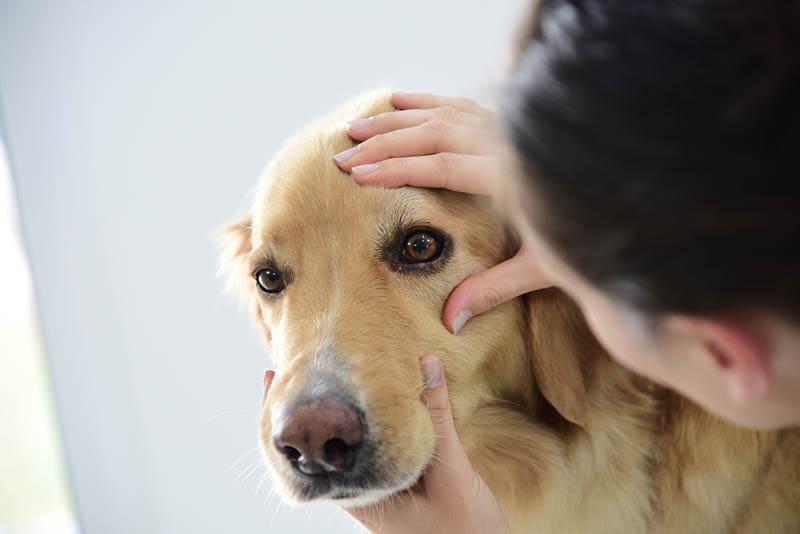 Can Dogs Be Nearsighted? Vet-Approved Signs, Diagnosis & Treatment