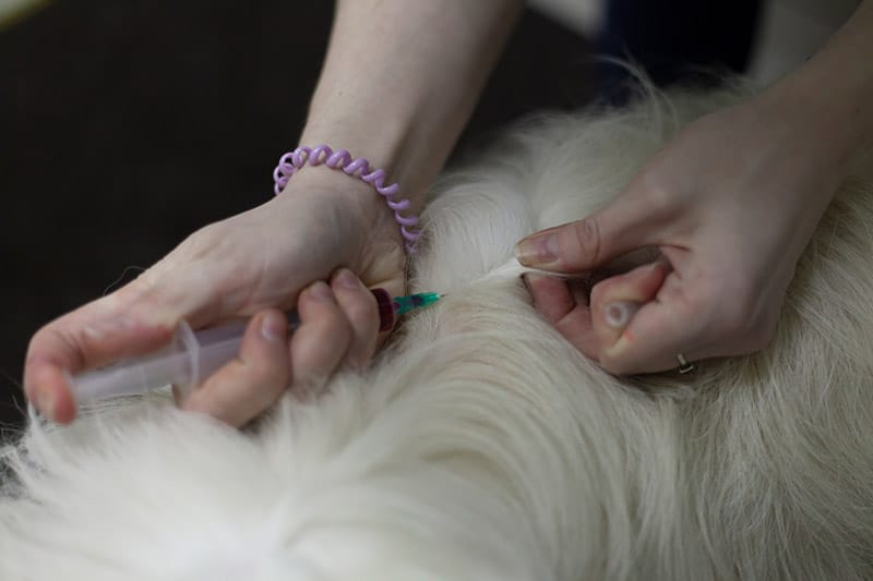 Can Vaccines Make Lymph Nodes Swell? Vet-Reviewed Health Facts