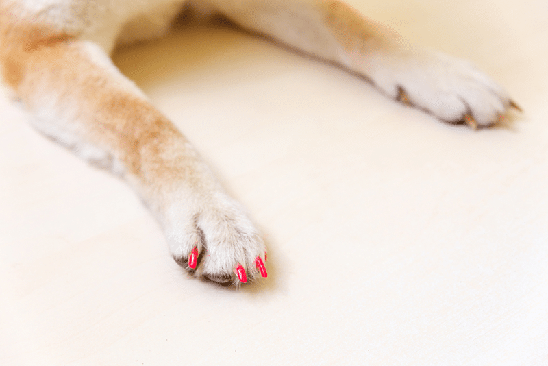 Dog Nail Polish: Can You Paint Their Nails Safely? Vet-Reviewed Facts & FAQ