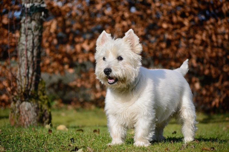 West Highland White Terrier Dog Breed: Info, Pictures, Traits & History