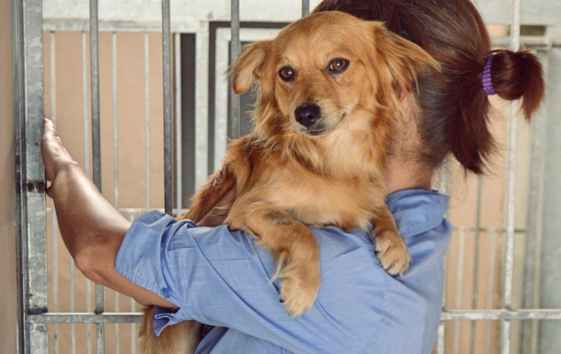 What Is a Foster Fail? Vet-Verified Facts & FAQ