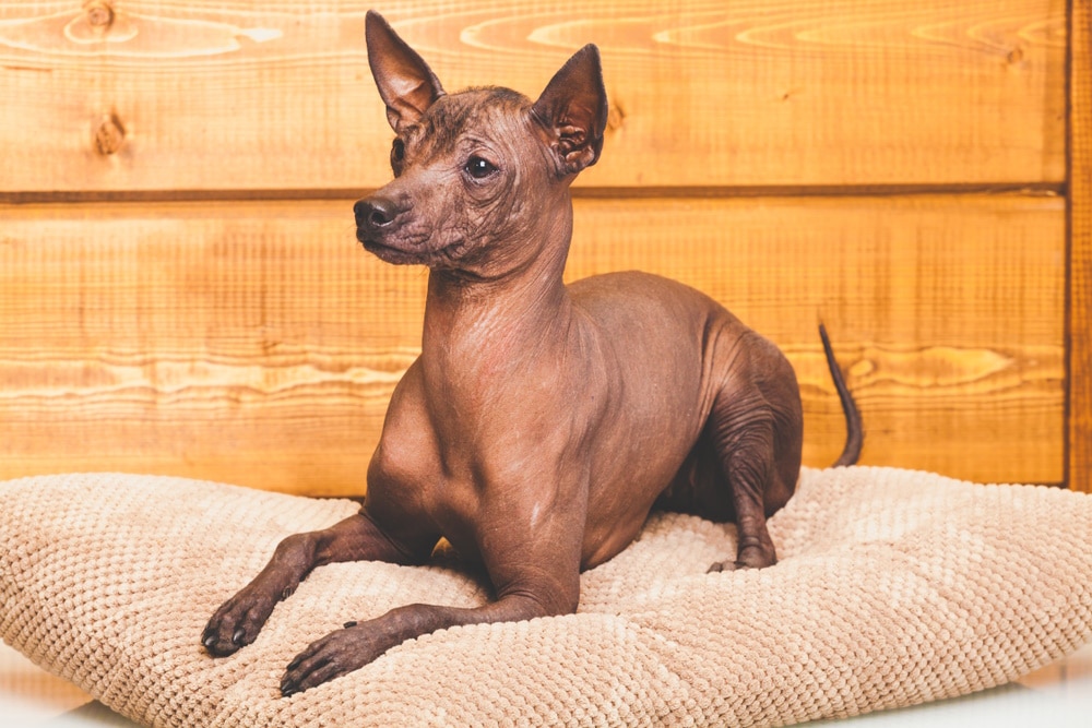 xoloitzcuintlis dog resting