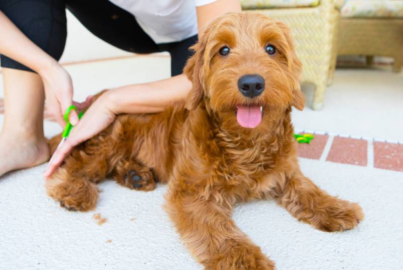 Goldendoodle Grooming: Great Tips & Styles You Can Try Today