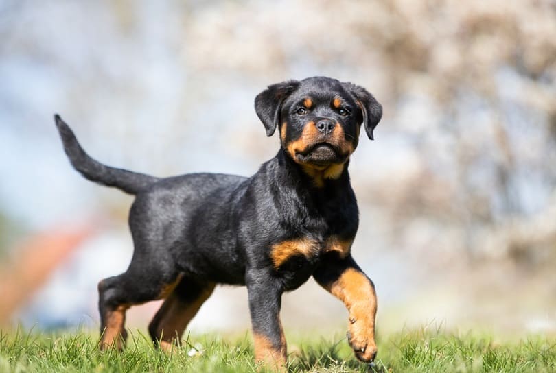To Dock or Not to Dock a Rottweiler’s Tail? Vet-Verified Legality, Ethics, Behavior