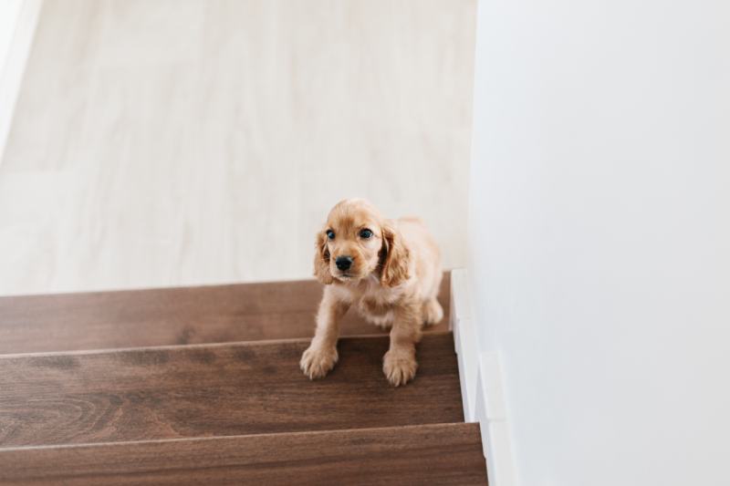 How to Train Your Dog to Climb Stairs: 2 Vet-Verified Effective Methods