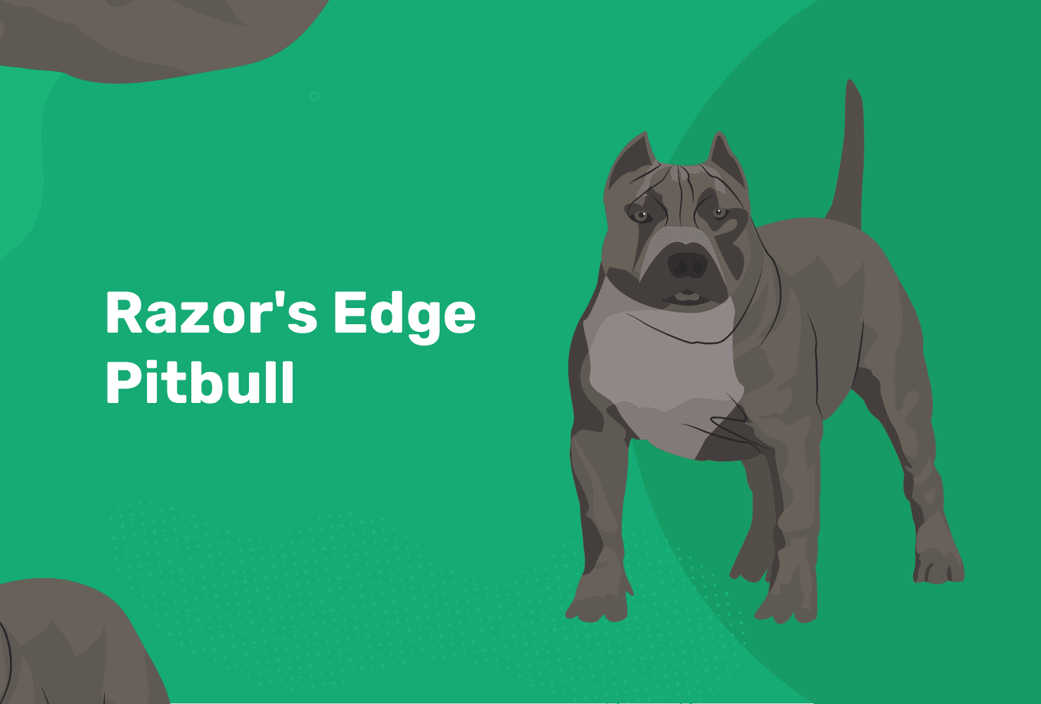 Razor Edge Pitbull Dog Breed: Info, Pictures, Temperament & Traits