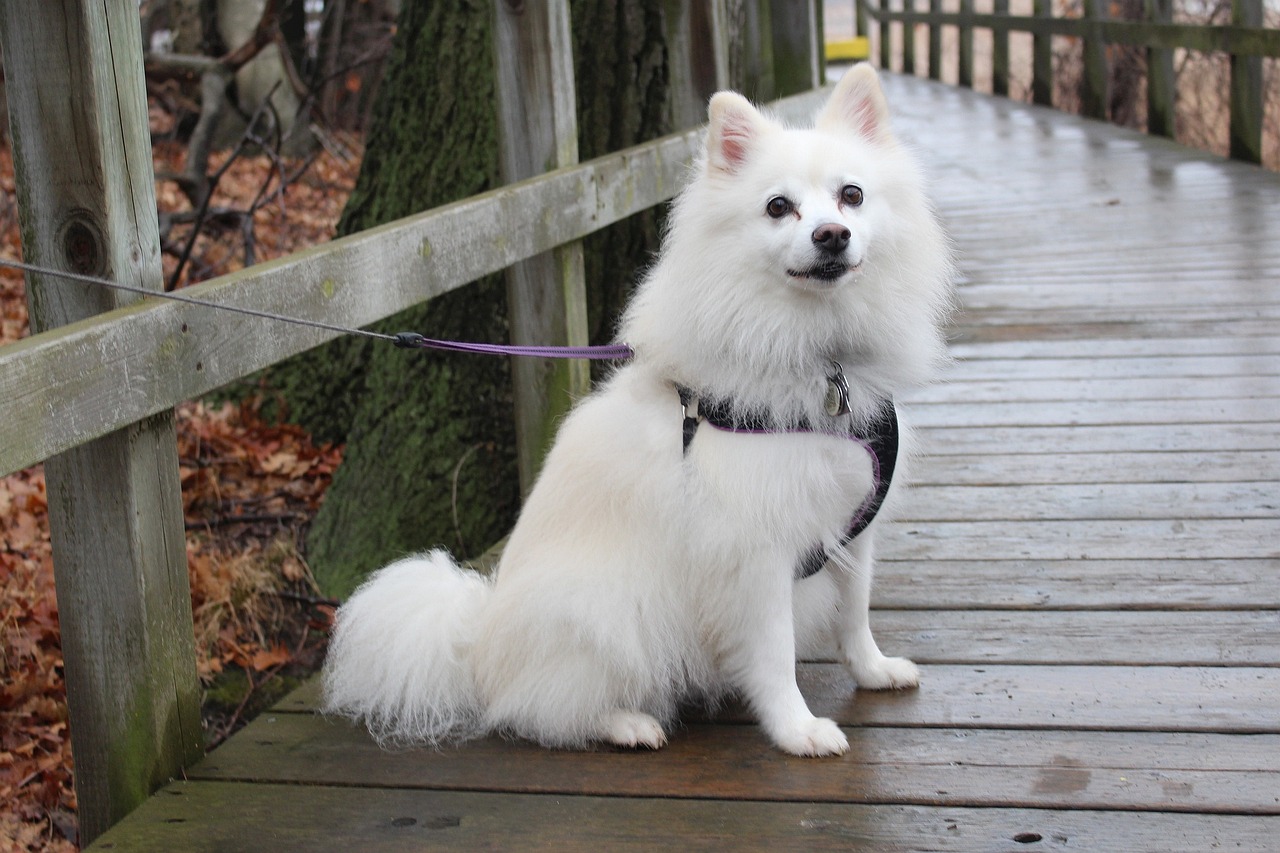 American Eskimo Dog: Breed Info, Pictures, Traits & Care