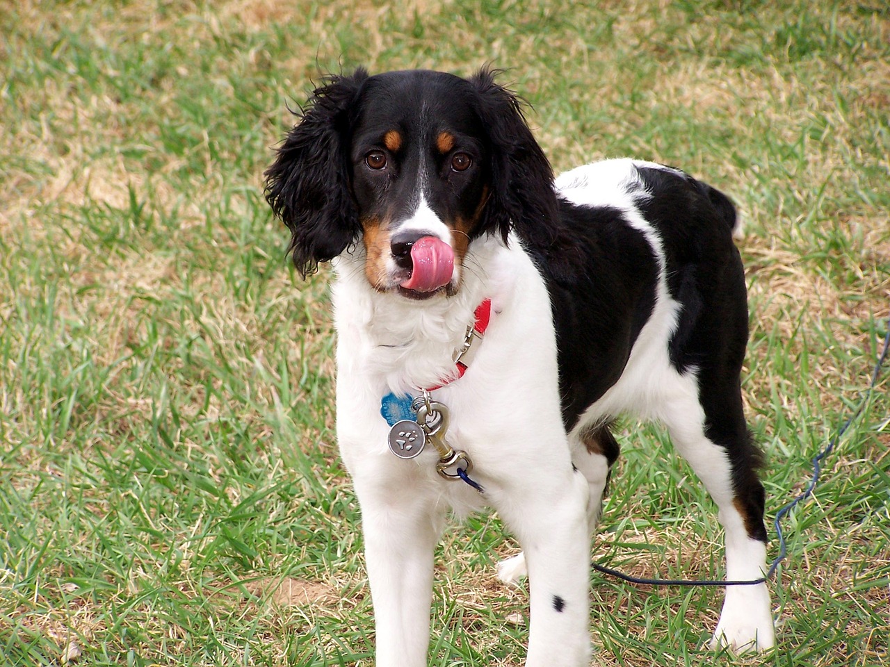 English Springer Spaniel