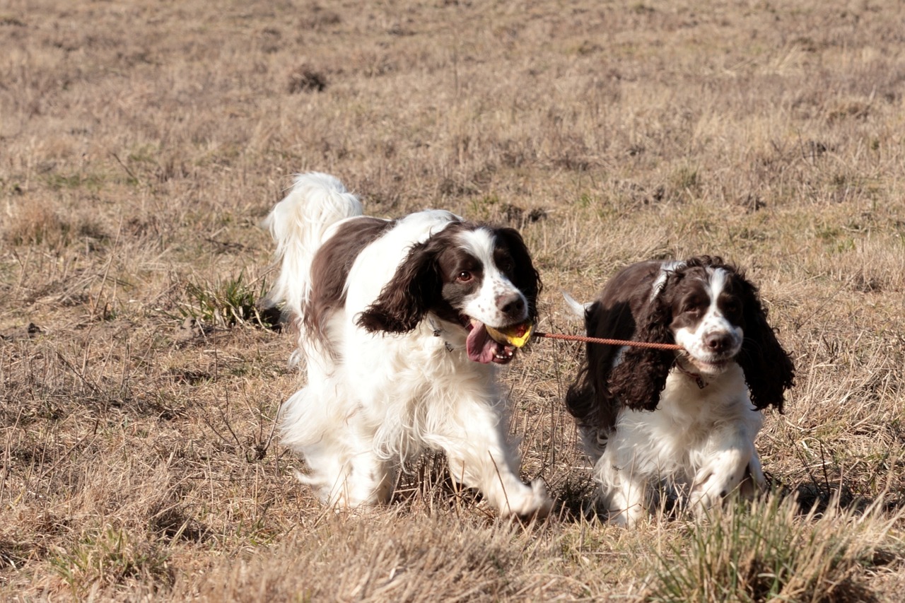 Two English Springer Spaniel playing