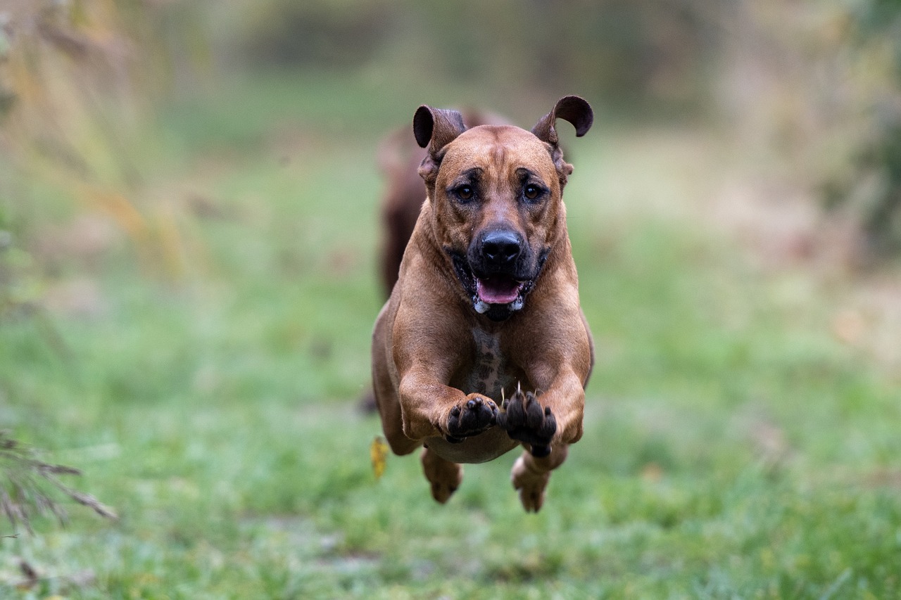 15 Athletic Dog Breeds: Info, Pictures, Traits & Temperament