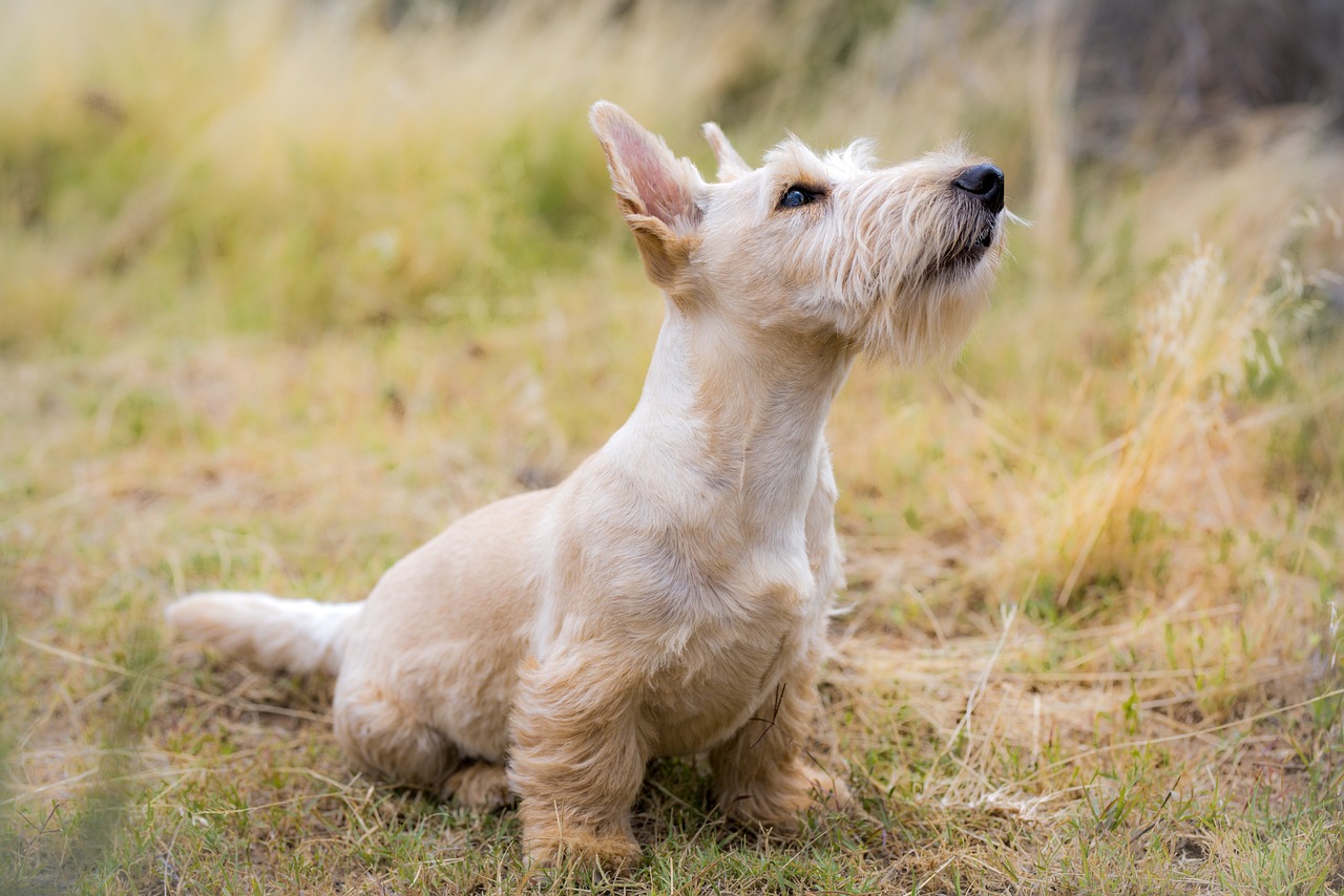 Scottish Terrier: Info, Pictures, Facts & Traits