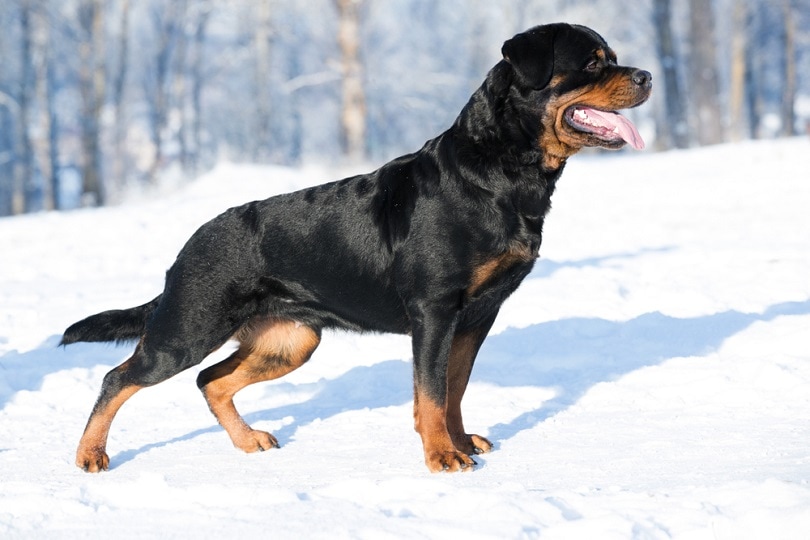 How Long Can Dogs Hold Their Pee? Dog Behavior Explained