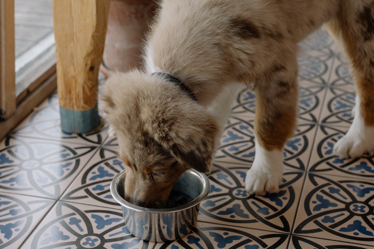 Is It Okay to Feed Stray Dogs? Vet-Approved Reasons & Advice