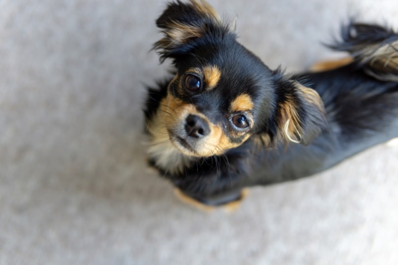 Chilier (Cavalier King Charles Spaniel & Chihuahua Mix): Info, Pictures, Traits & Care