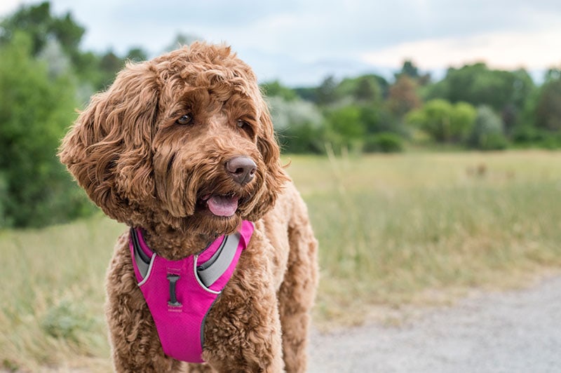 10 Dog Friendly Hiking Trails in Connecticut (2026 Guide)