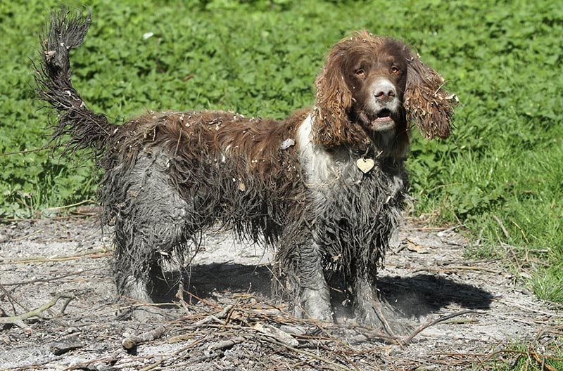 Are Dogs Dirty Animals? Vet-Reviewed Dog Hygiene 101