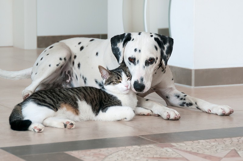 13 Pet Ownership Statistics In New York: 2026 Update