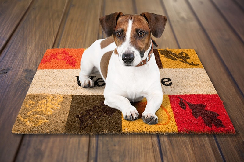 Dog Mat Training: Teaching Your Dog to Relax on His Mat