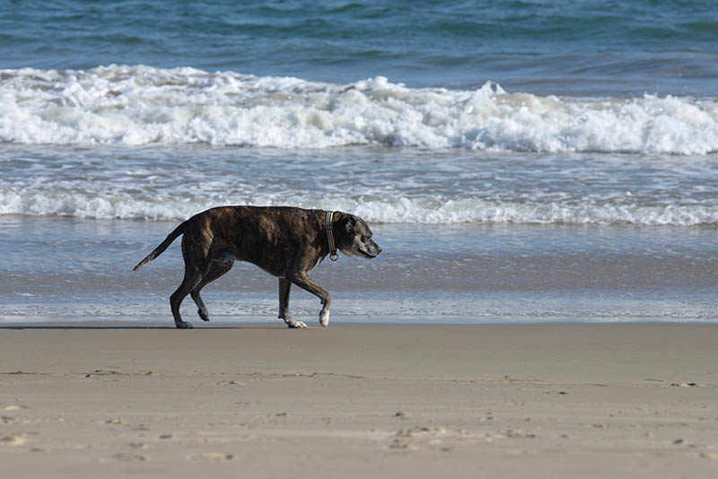 Top 6 Dog-Friendly Beaches in Santa Barbara, CA in 2026