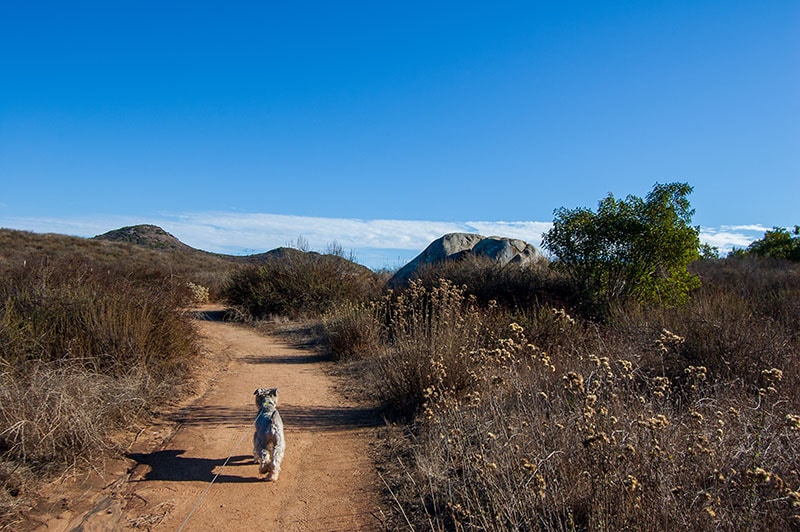 10 Dog-Friendly Trails in San Diego You Can Visit in 2026