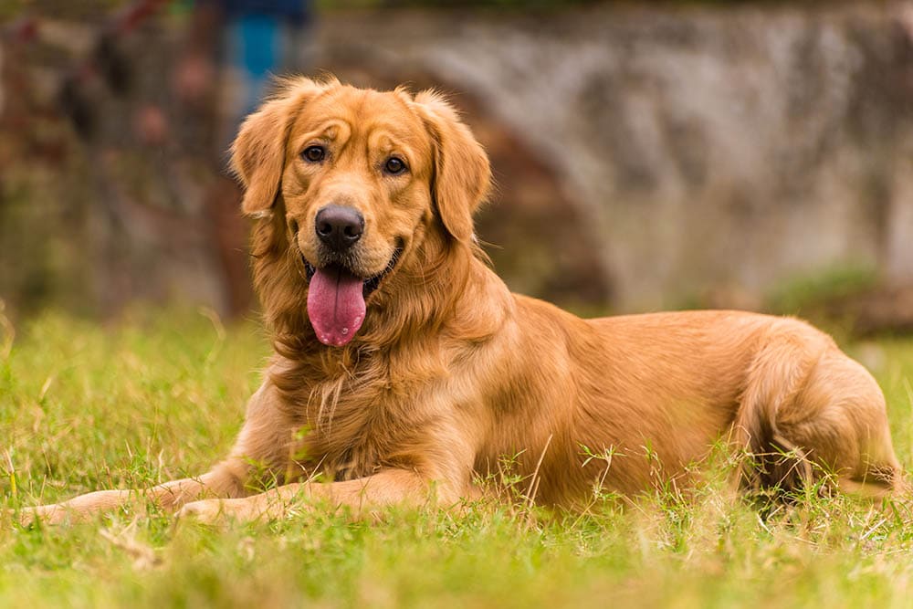 9 Signs of Submissive Dog Behavior: Vet Approved Facts & Advice