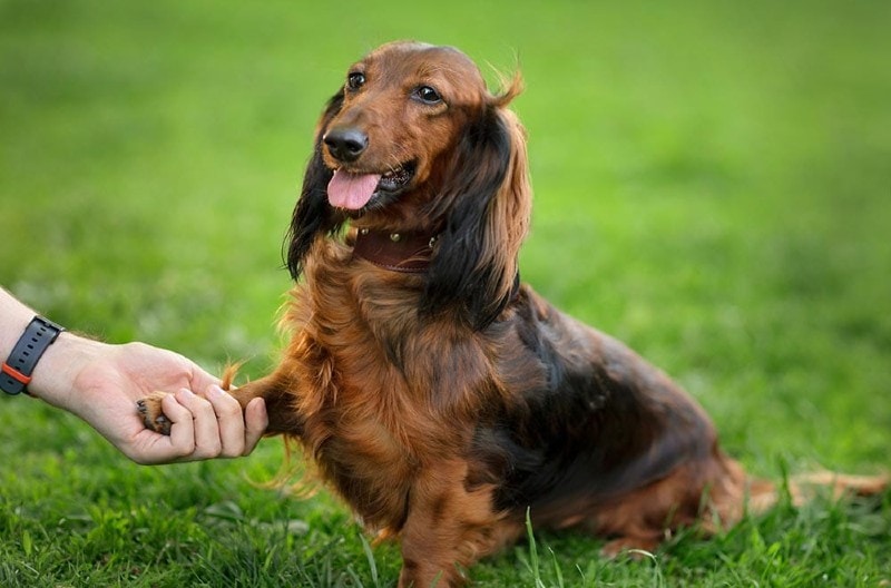 Can a Dachshund Be a Service Dog? Vet-Verified Facts & FAQ