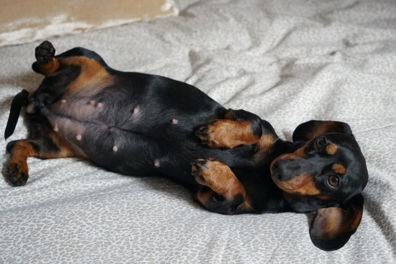 How Long Are Dachshunds Typically Pregnant? Gestation Period & Stages Explained
