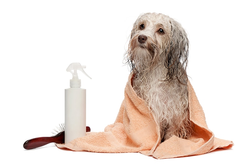 A wet chocolate havanese dog after the bath