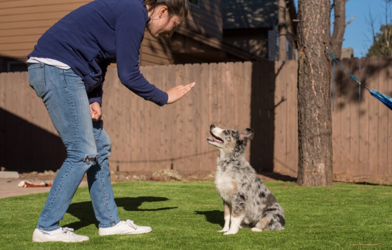 How to Train an Australian Shepherd: 8 Vet-Approved Tips