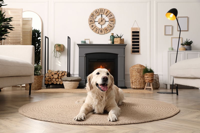 Are Golden Retrievers Good for Apartment Living? 2026 Guide